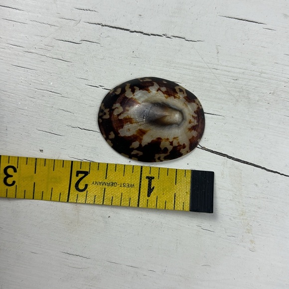 shells - Picture 9 of 15